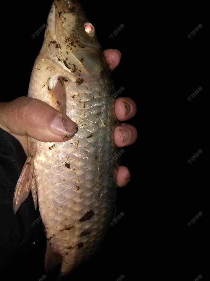 夜钓偶遇大鲫 - 好钓鱼