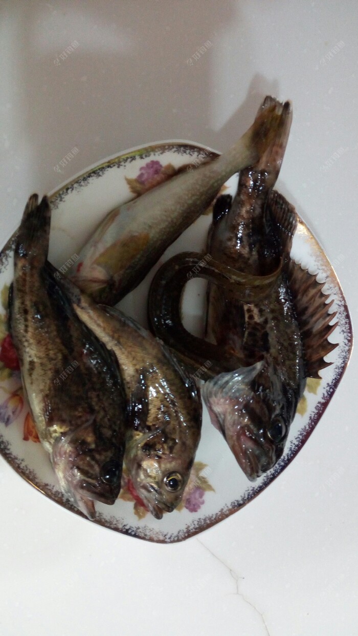 三条黑鱼一条小黄鱼,还有一条长得像泥鳅的高粱叶,都钻进了黑鱼腮里了