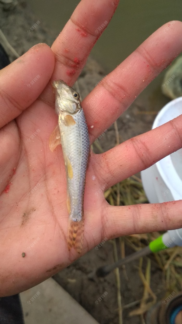 立冬战晋阳湖,幸运鲤再次光顾 - 好钓鱼