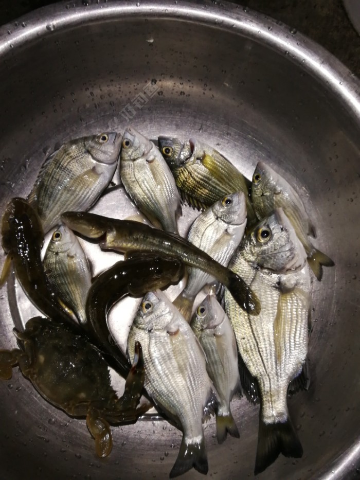 海港学钓泥鱼选择不错