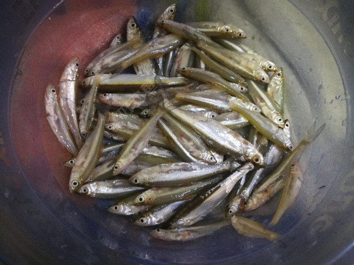 初学者只会钓游鱼子