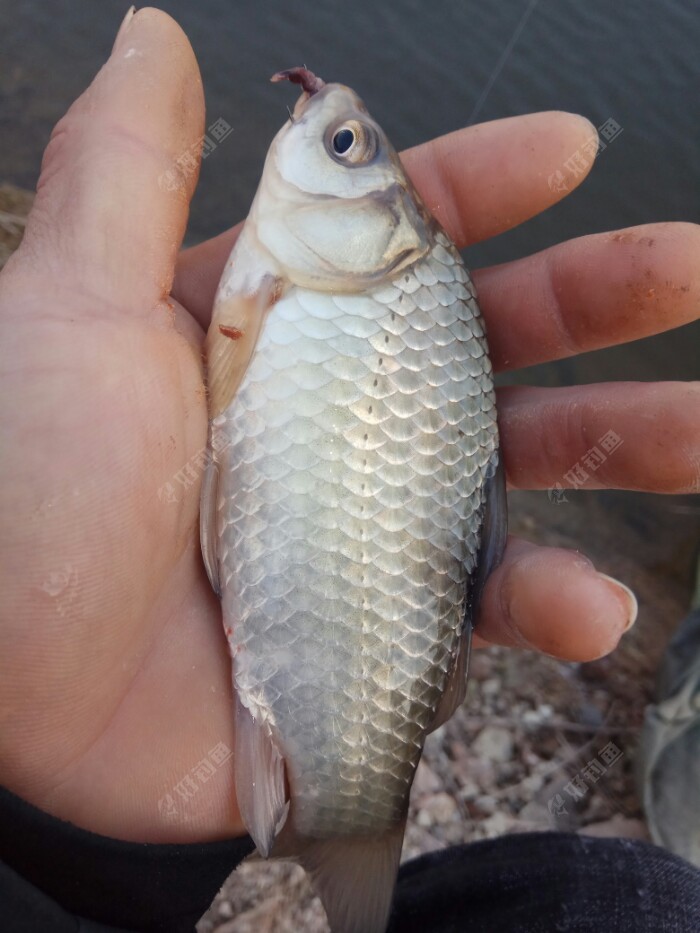 冬季钓鲫鱼感觉还是单钩好用