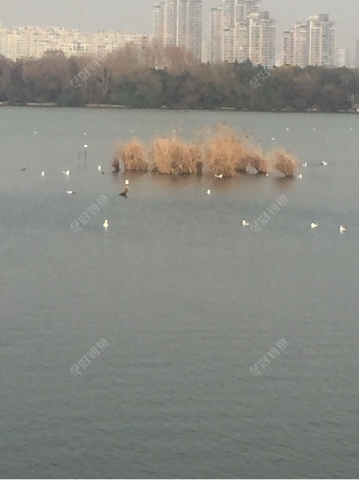 湖中成群的海鸥在嬉戏，每年冬天都会来云龙湖过冬，使云龙湖变得更加美丽。