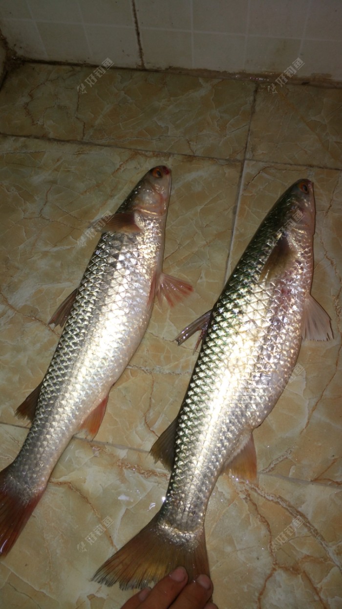 夜钓的乌头鱼吃不完啦谁要啊联系我