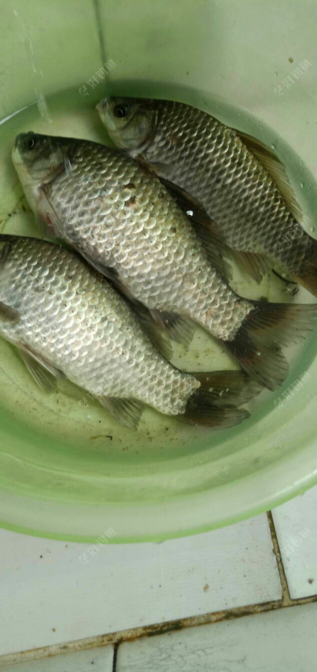 关于野钓打窝 - 好钓鱼