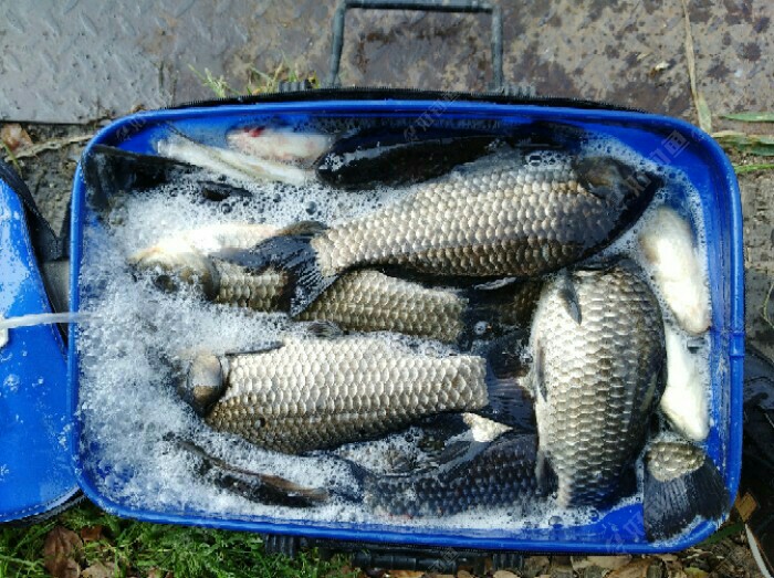 这鱼获漂亮吧,这鱼塘很少人钓,是熟人可以钓,我也不想钓大的,是因为