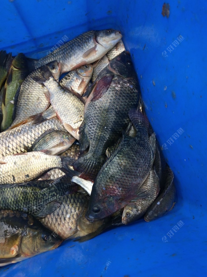 澜沧江孔小湾电站雀渡小爆护 - 好钓鱼