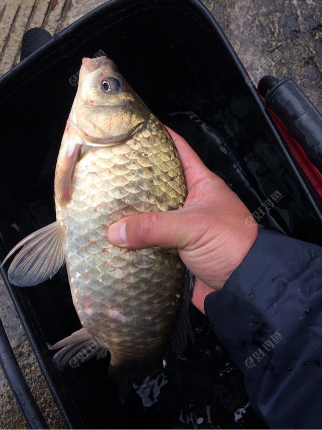 先上水库老滑鱼一尾,这家伙绝对的老滑头,浑身上下是被刮伤钓伤的痕迹