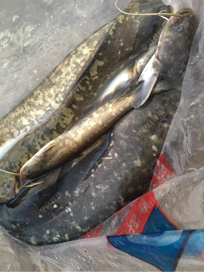 野生鲶鱼拉力过瘾