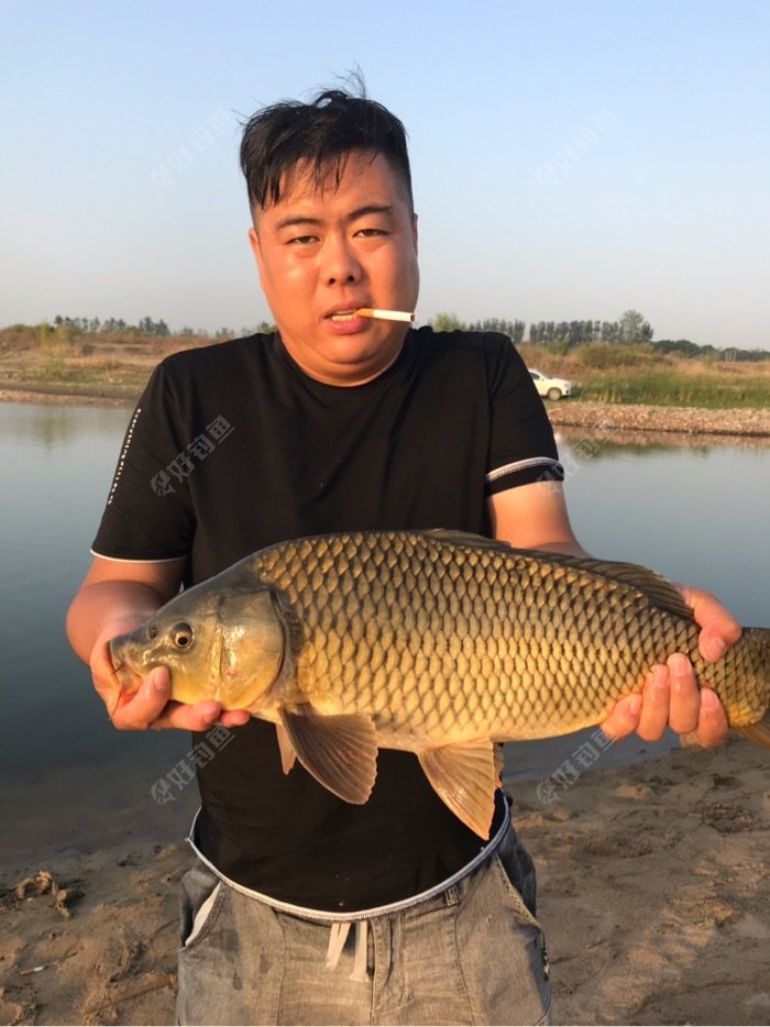 5斤半的大鲤鱼一尾