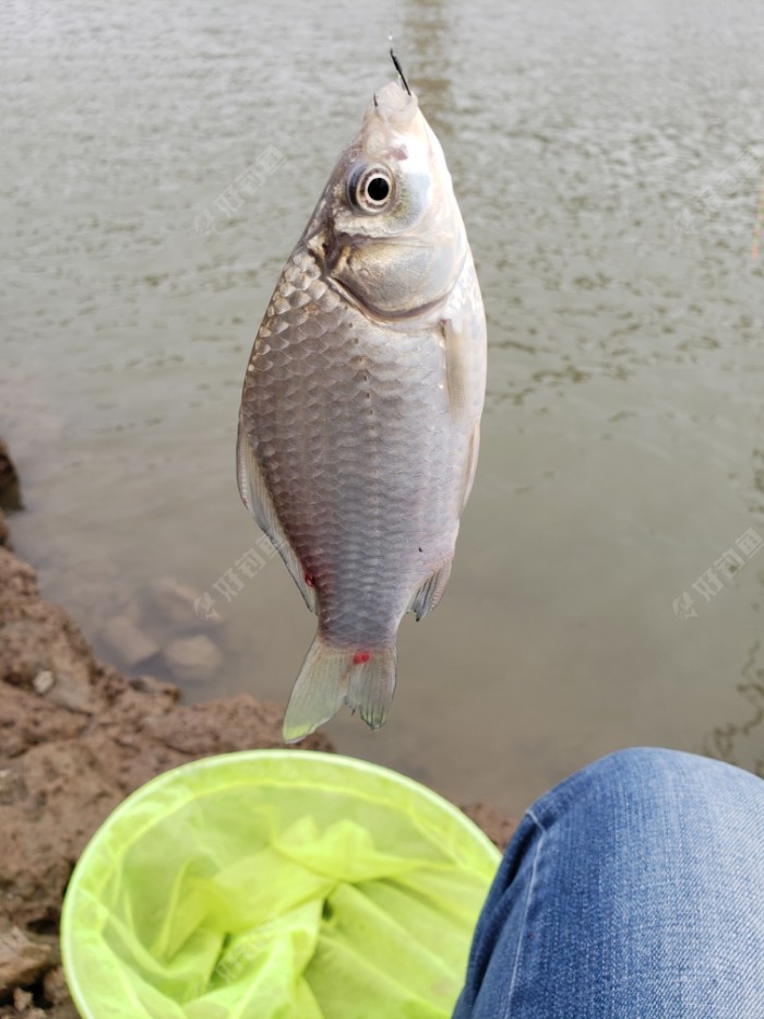 后来才发现这里还是有鲫鱼的,只是没有碰上,今天总算遇到了一条.