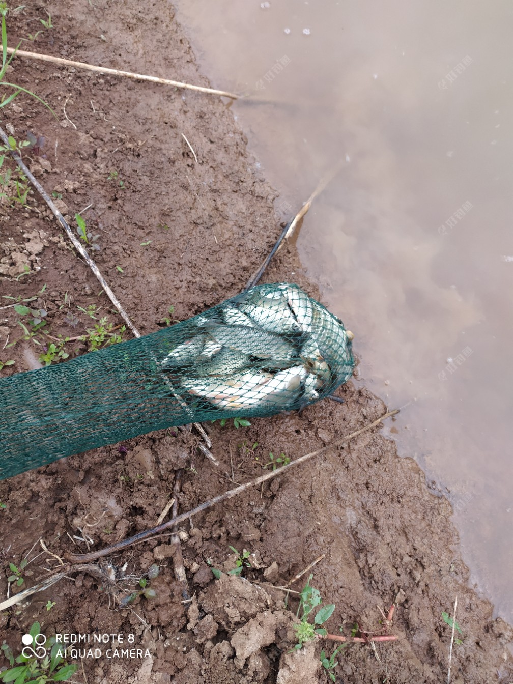 踏青節釣魚帶娃兩不誤同樂