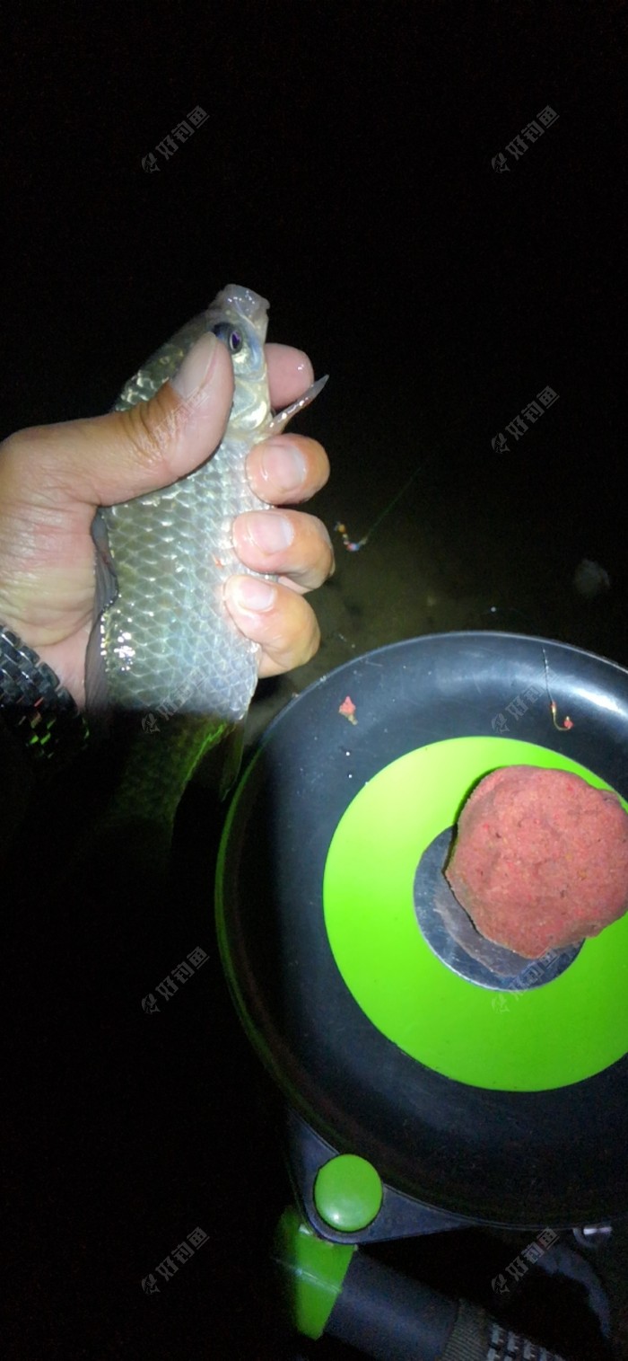 打窝一小时 开竿鱼还不小