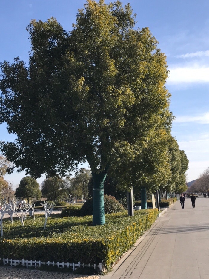 还是香樟树好,冬季不落叶子,显得生机勃勃,富有朝气,活力!