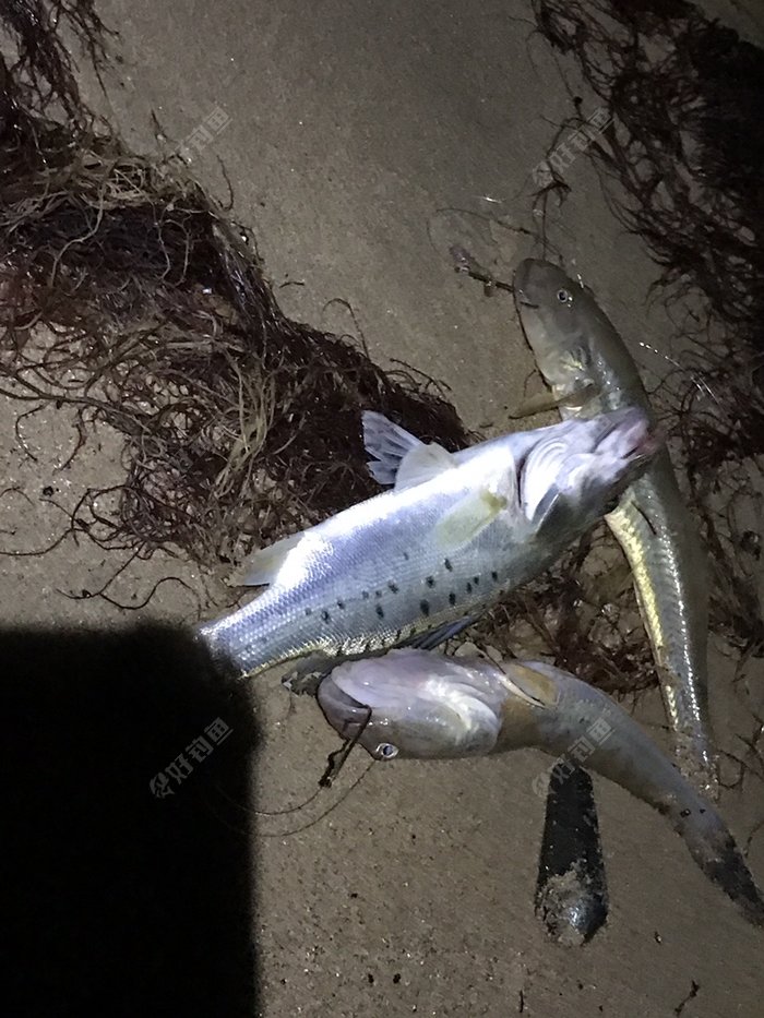 海边作钓楞蹦鱼钓获不知名鱼种放流归家