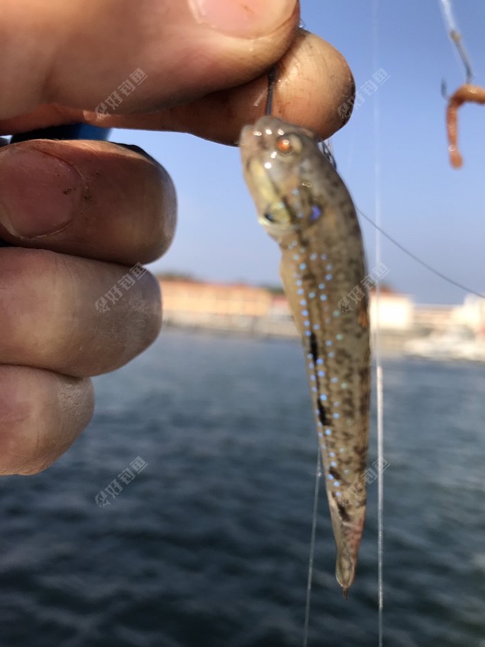 海边作钓楞蹦鱼钓获不知名鱼种放流归家