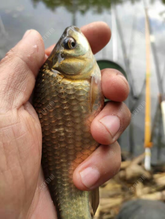 东北野钓塘坝之阴雨绵绵守钓板鲫