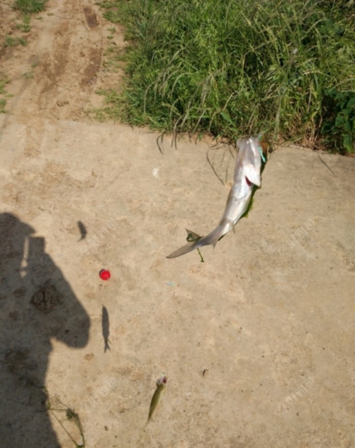 串钩拉翘嘴鱼获大丰收