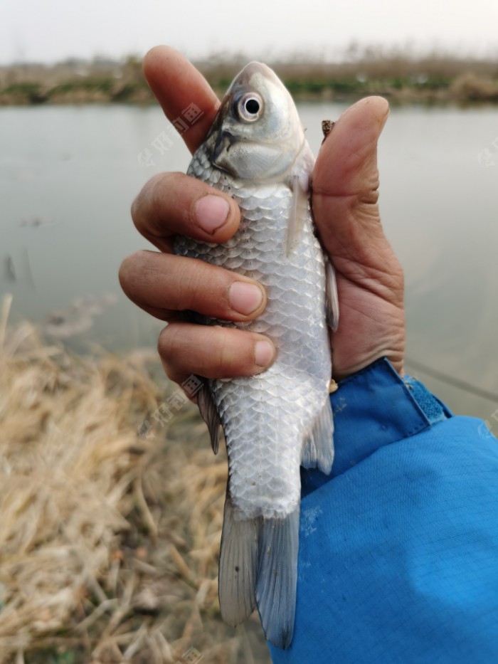 白马湖钓鱼图片